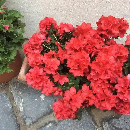 Giudecca Mia * Syracuse